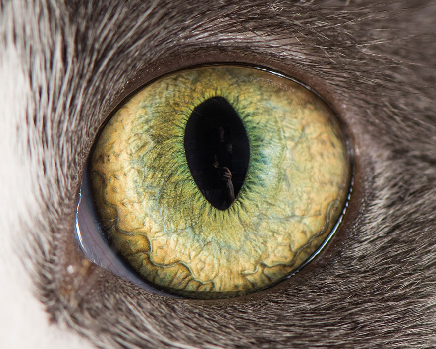 Read more about the article Macro Shots Of Cat Eyes 
