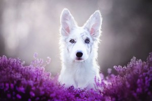 Polish Photographer Takes Beautiful Dog Photos