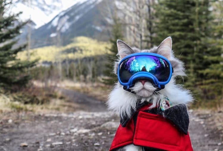 Read more about the article Meet Gary, the Hiking Rescue Cat Who Goes on Pawsome Mountain Adventures