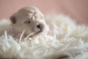 Read more about the article Cutest Photoshoot With Newborn Pups