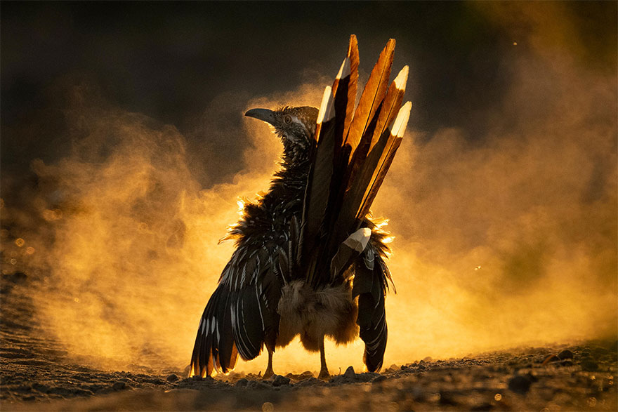Read more about the article Winners Of The Prestigious 2021 Audubon Bird Photography Contest