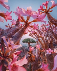 Read more about the article Socotra Island is Surreal