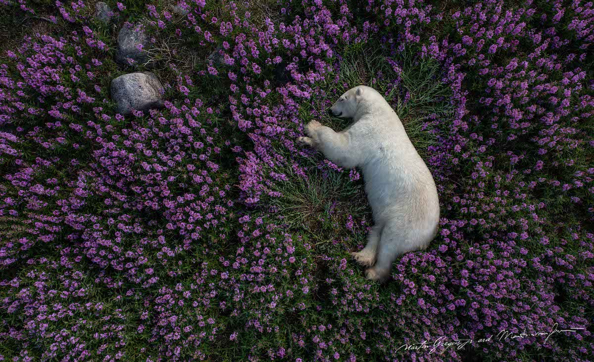 You are currently viewing Stunning Photos of Polar Bears Relaxing in Fields of Flowers During Summer in the Arctic