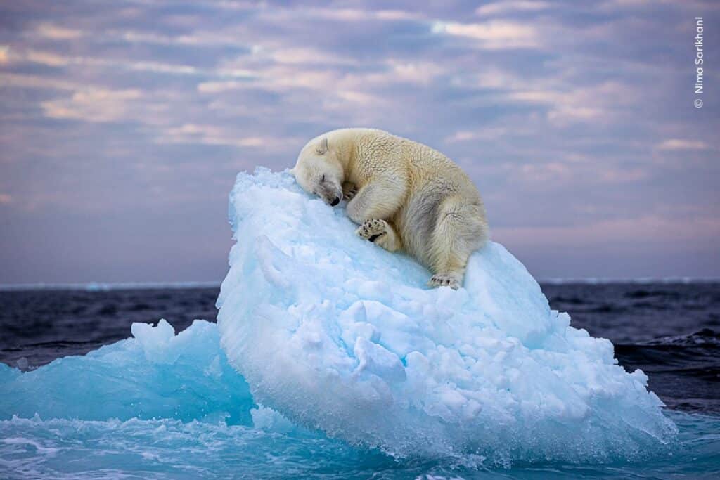 Read more about the article Charming Photo of Polar Bear Napping on an Iceberg Wins Wildlife Photographer of the Year People’s Choice Award